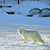 Инвесторов в Арктику привлекают налоговыми льготами